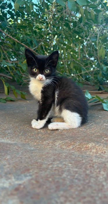 Кошка с котятами