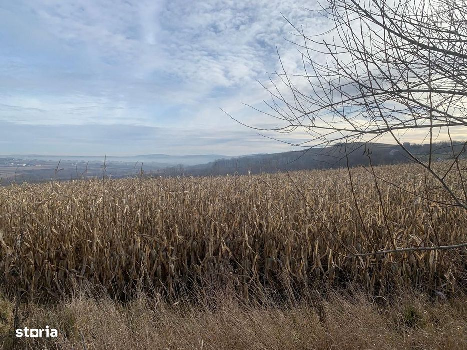 Teren intravilan de vânzare | Cajvana | 7.800 mp