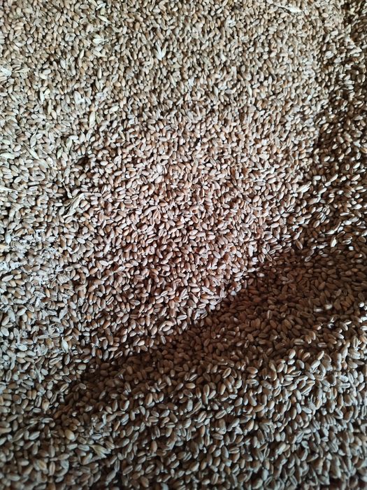 Grau de vânzare 1 leu kg