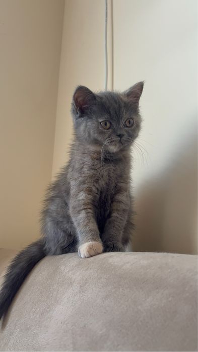 Британски късокосмести котета