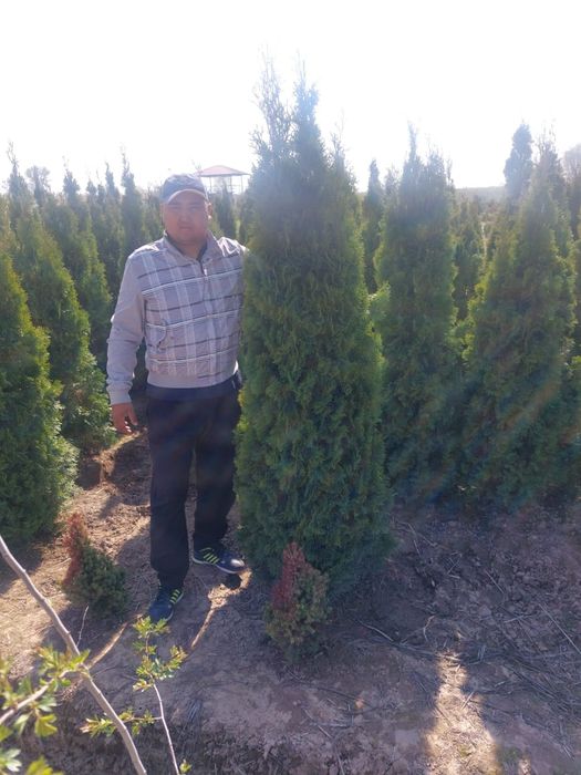 Ель Туи Яблоня саженцы