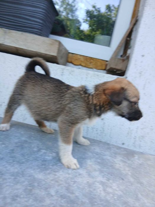 Căței de 2 luni de vânzare