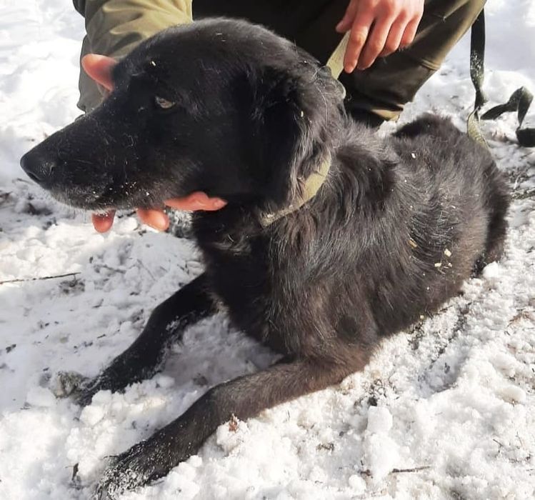 Звоночки, сторожа, компаньоны