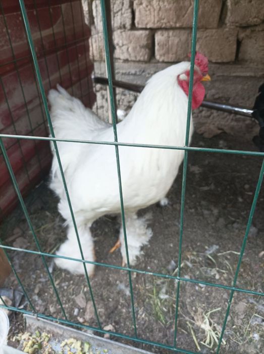 Brama Ho'rozlari sotiladi