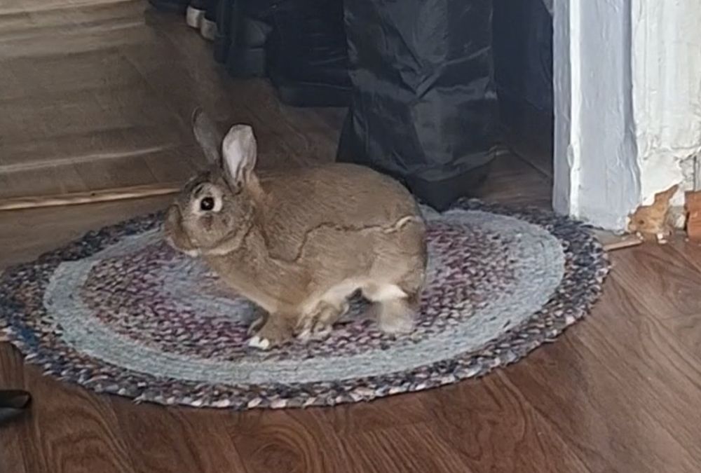 Продам кролика декоротивного