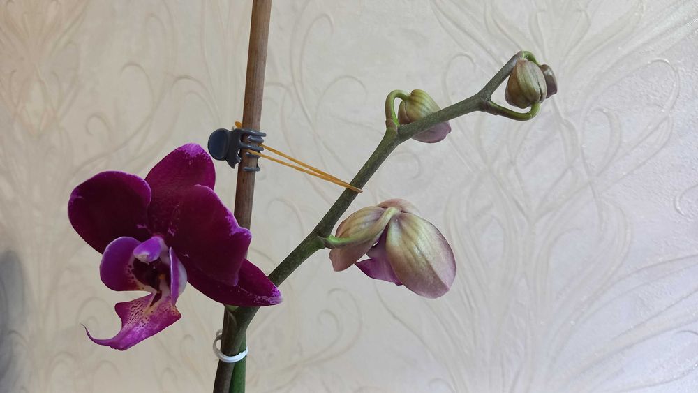 Орхидея фаленопсис цветущая продам