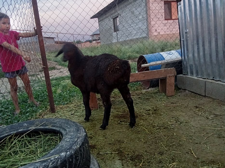 Козылар сатылады срочно