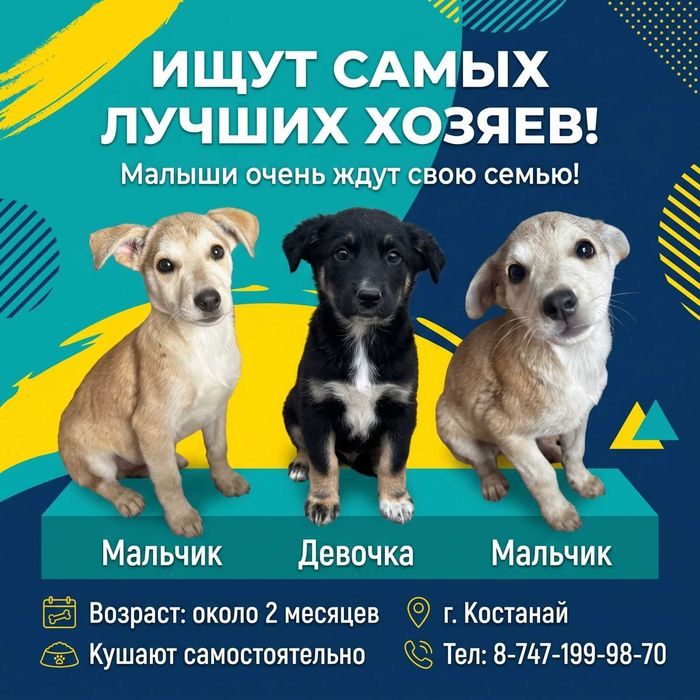 Поможем найти дом милым щеночкам