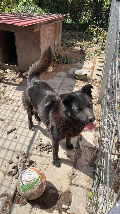 Adoptie caine de curte