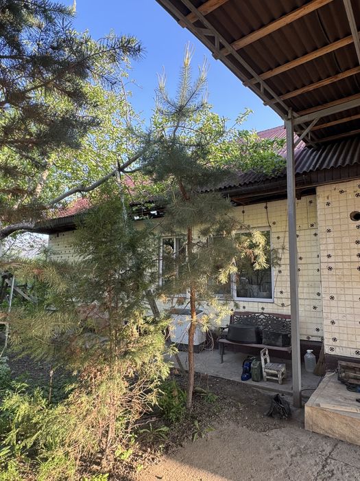 Сосна обыкновенная