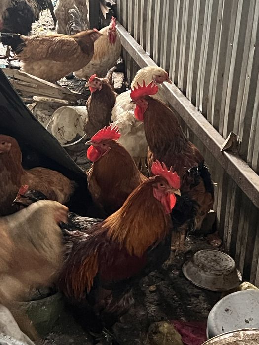 Uy Xorozlari sotiladi