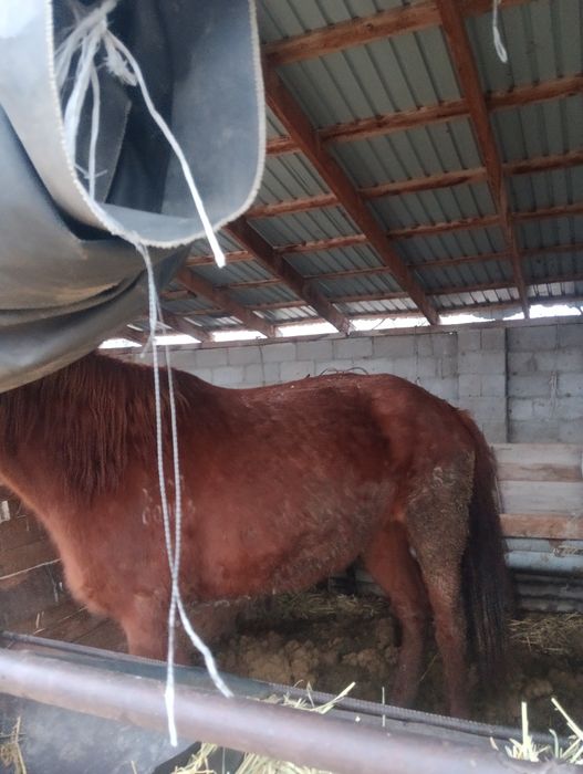 1 Алга да тур биелер