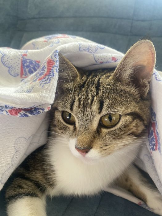 Отдаем даром в добрые руки кошка и котятя