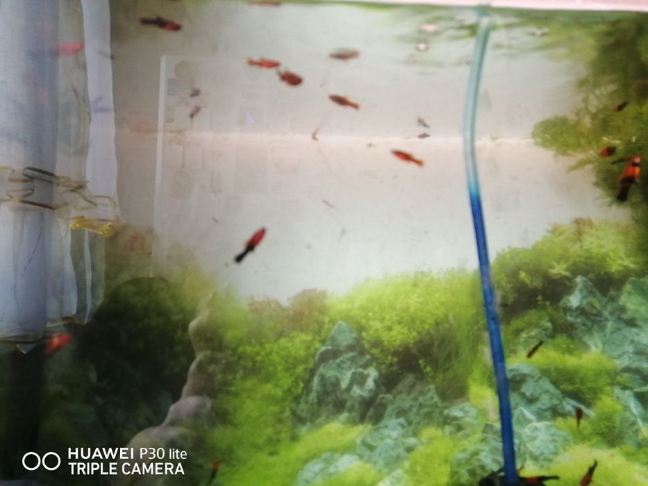 Продам  рыбок меченосцев