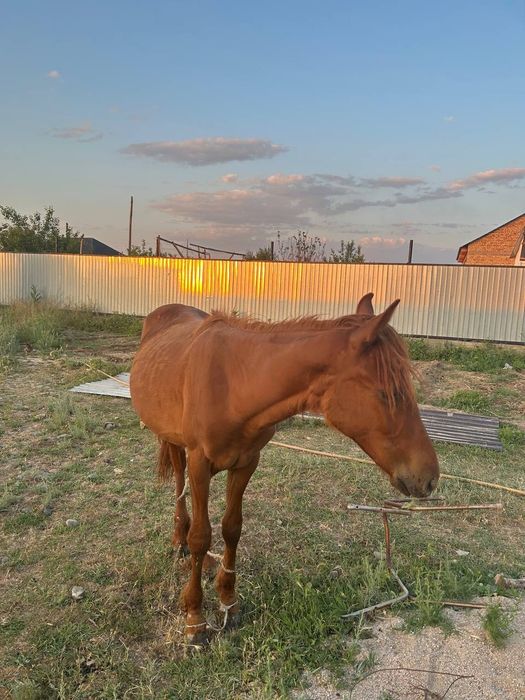 Тай сатылады бағасы