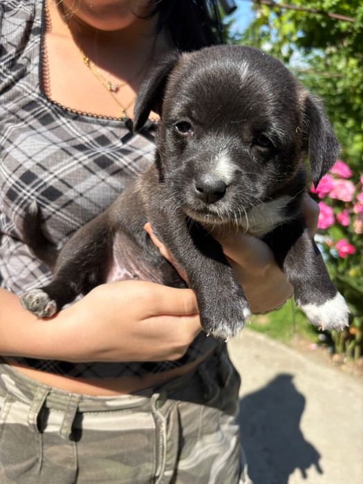 Cățeluși pentru adopție