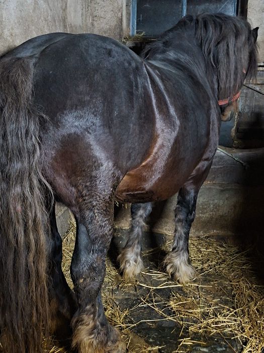 Vand sau schimb armăsar de 5 ani