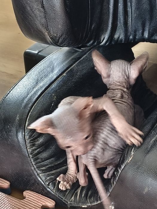 Котята донской сфинкс