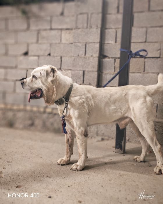 Төбет сатылады  супер тяж.