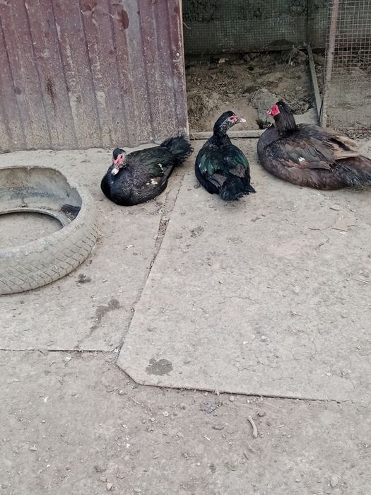 Продам индоуток самец и самки