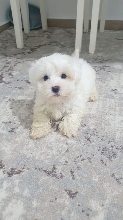 Pui de Bichon Maltez de talie mică