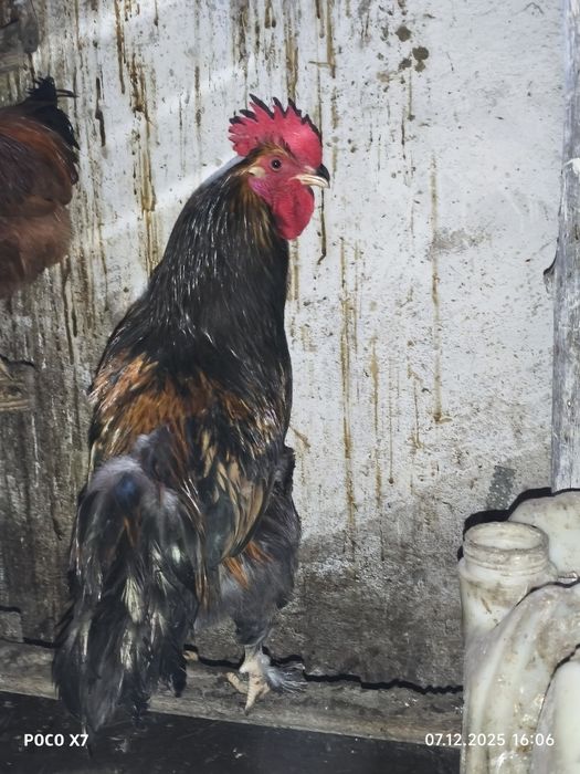 Продам Петухов разные пароды