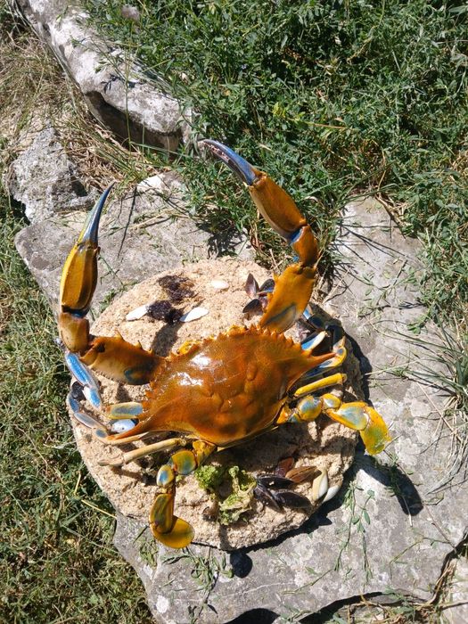 Препариран син морски краб