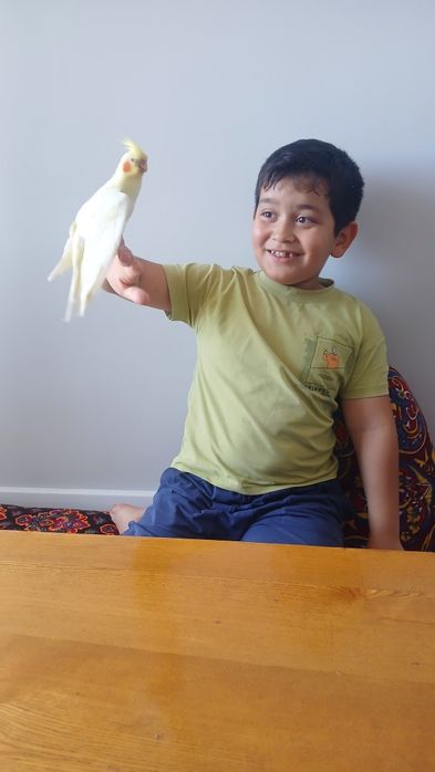 Karella papugay sotiladi kafasi hamma narsasi bilan birga