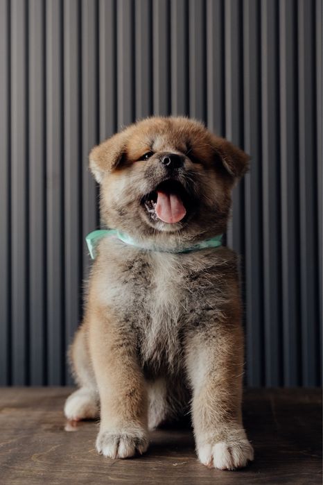 Щенки Акита Ину (хатико)