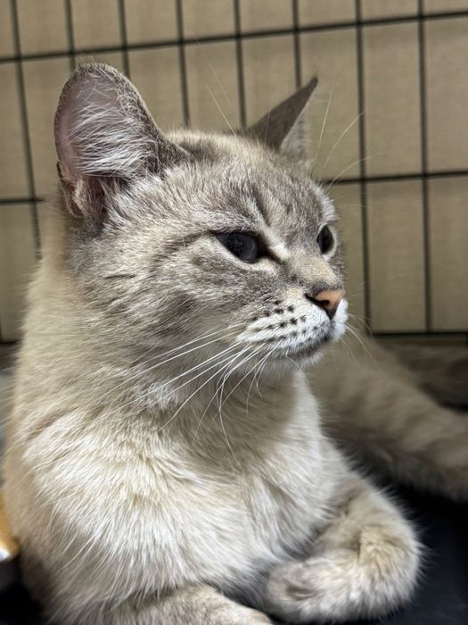 Атсана, пристраивается кошечка!