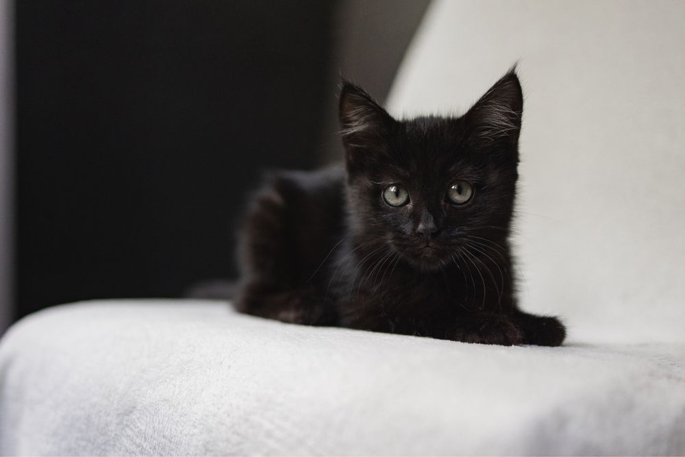Котенок в добрые руки