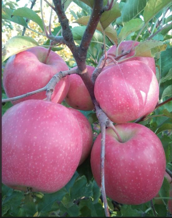 жеміс тал көшетер