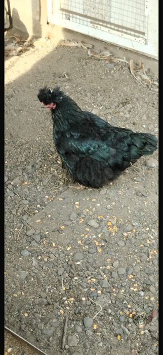 Курица Ухэйилюй.