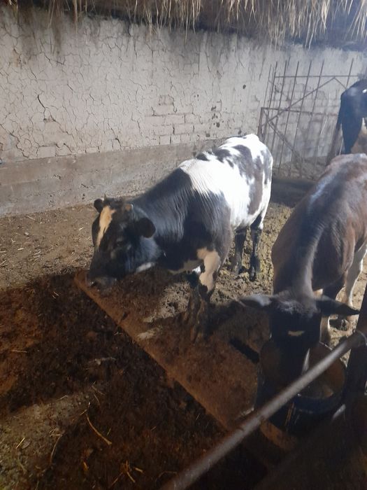 Продам 2бас бузау.