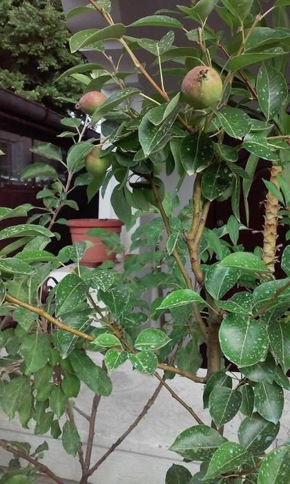 pomi fructiferi in ghiveci