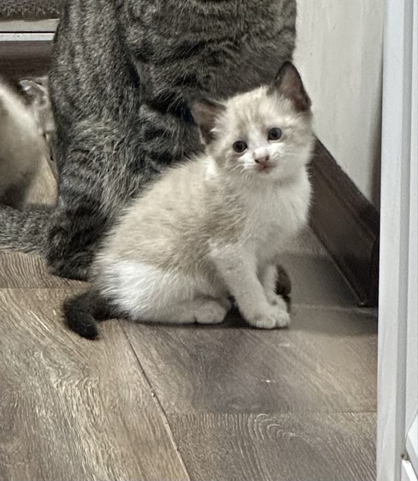 Отдам котенка в добрые руки!