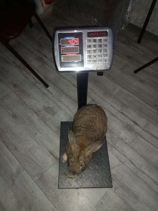 Фланр куйон эркак сотилади