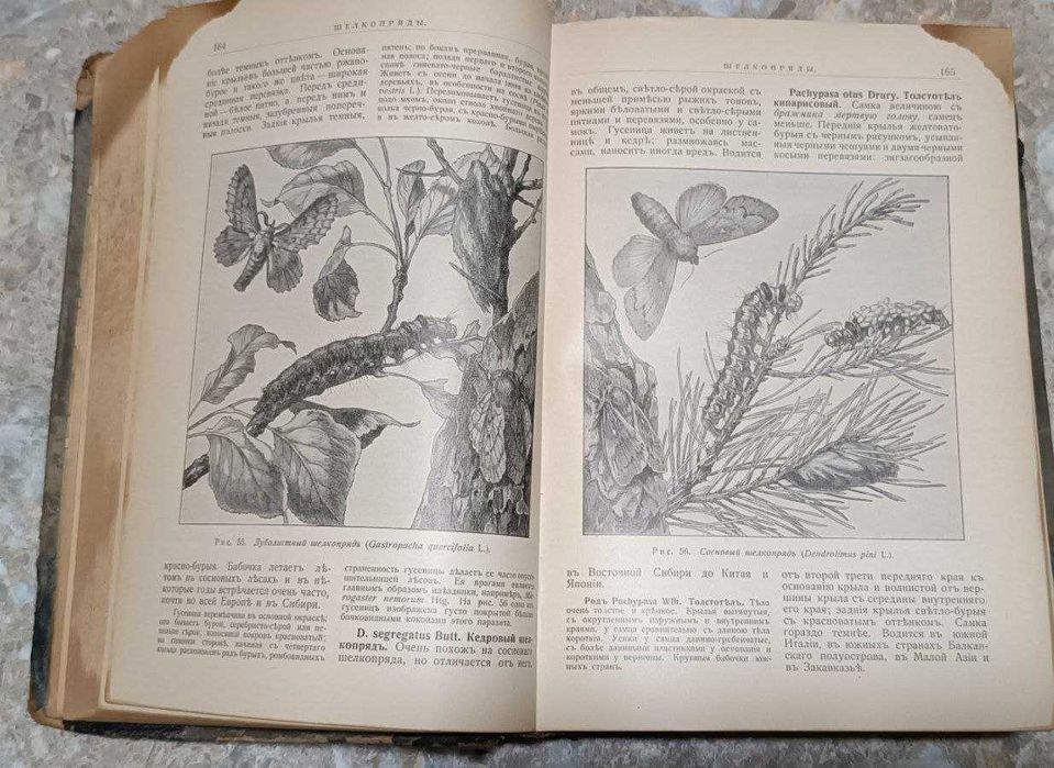 Книга "Атлас бабочек и гусениц " 1913 год