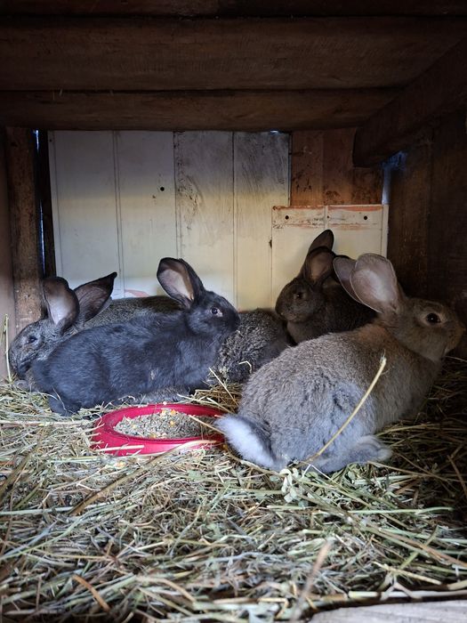 Iepuri de rasa URIAS GERMAN