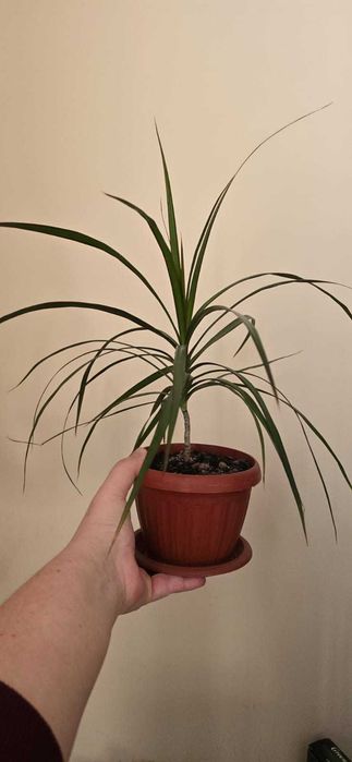 Продам комнатный цветок драцена