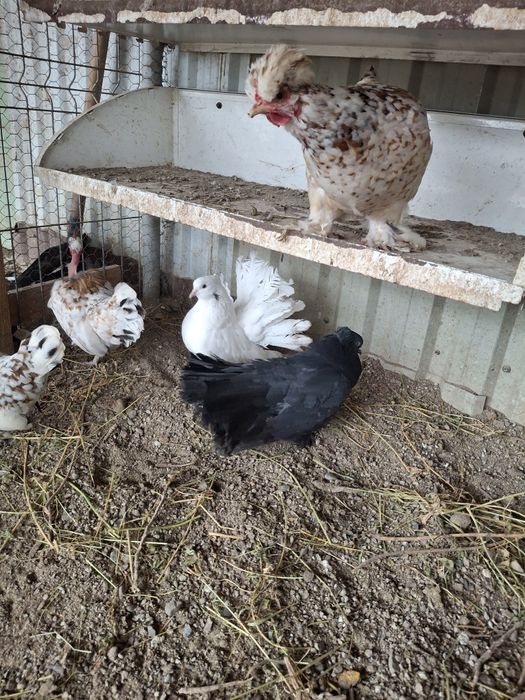 Porumbei voltati indieni