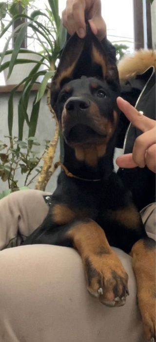 Продам шенка дрбермана