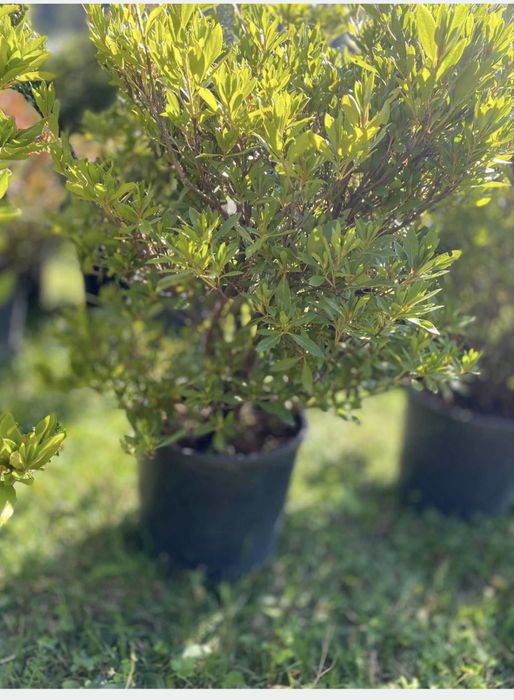 Plante de Exterior-Inalta Calitate