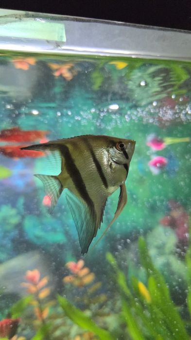 Рыбка ( скаляри )