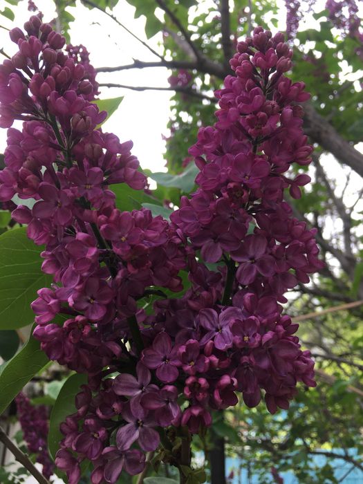 Сирень срежу на букет