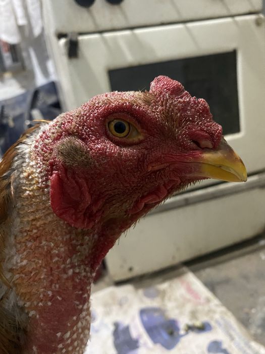 Дакан жоже бойцовый