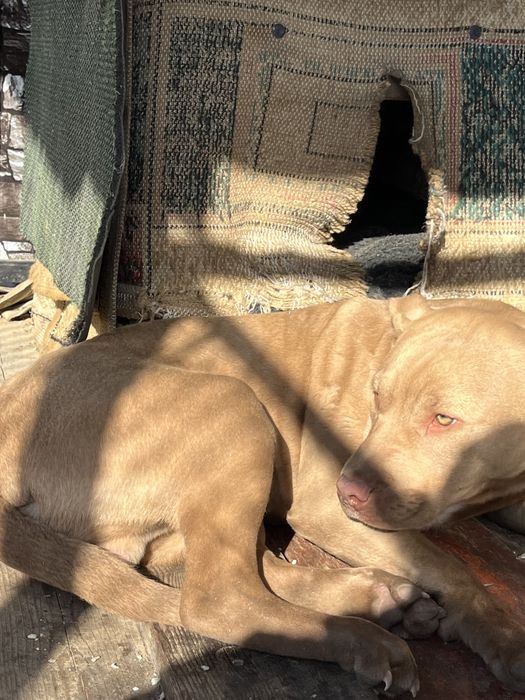 Продам питбуля 6 месяцев