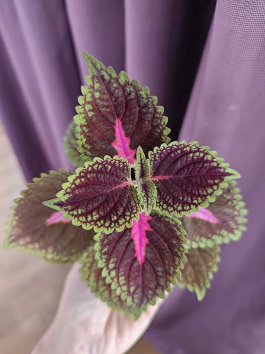 Цветы Колеусы 500 тг