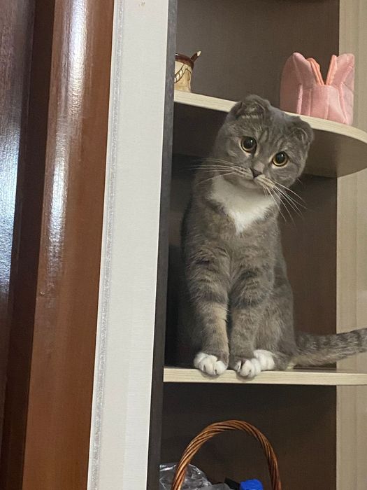 красотка ищет жениха