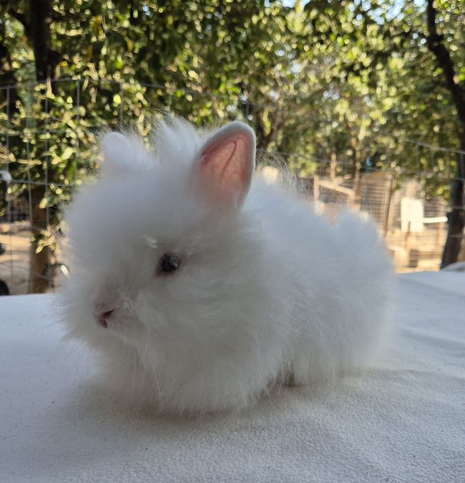 Iepuri cap de leu-mascul